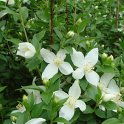Philadelphus microphyllus fleur P12